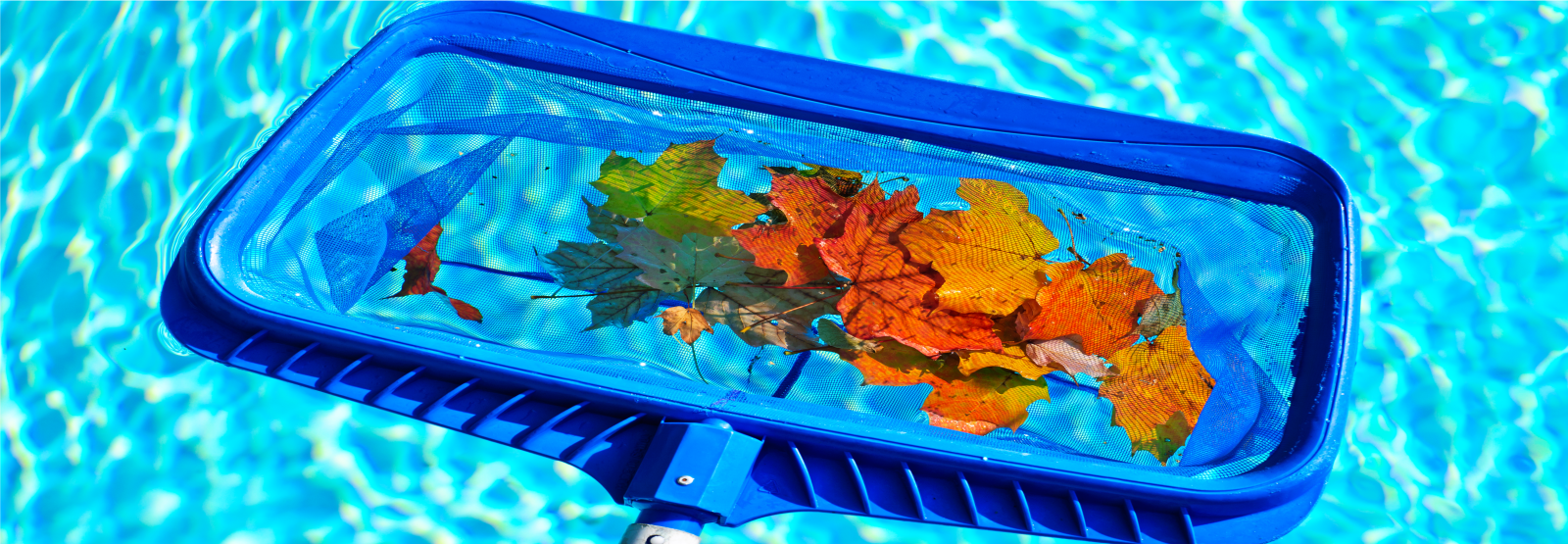 Pool Services and Maintenance